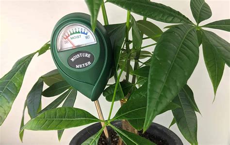 custom money tree moisture meter|how often to water money tree.